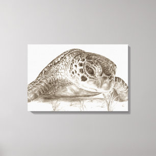 Green Sea Turtle Drawing Canvas Print