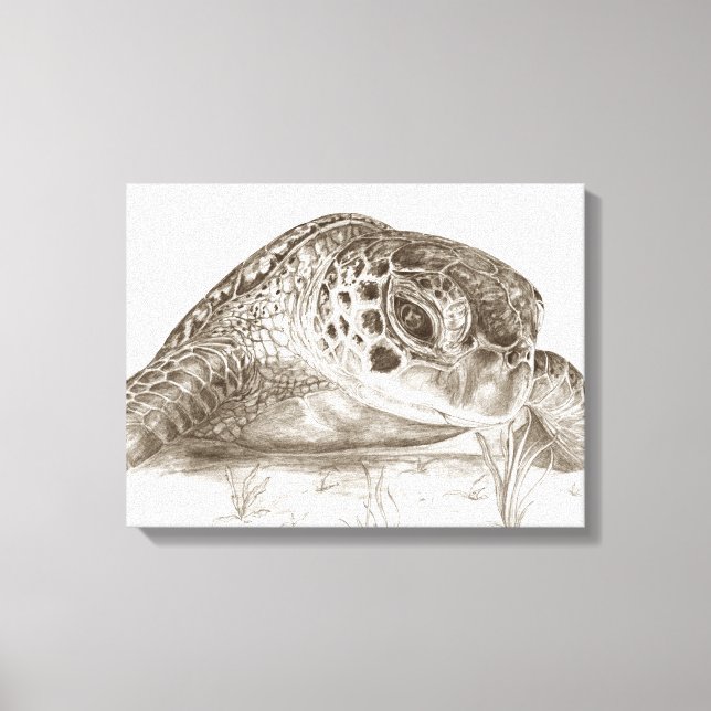 Green Sea Turtle Drawing Canvas Print (Front)