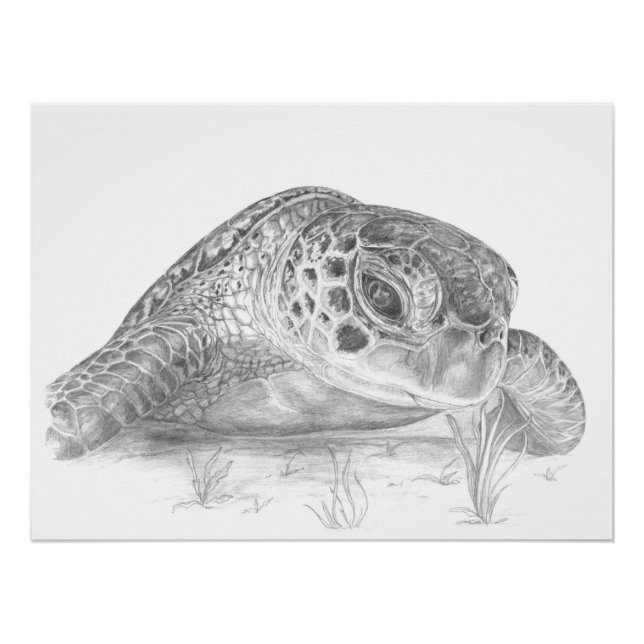 Green Sea Turtle Drawing Poster (Front)