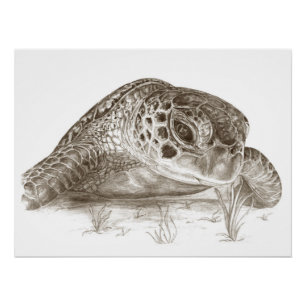 Green Sea Turtle Drawing Poster
