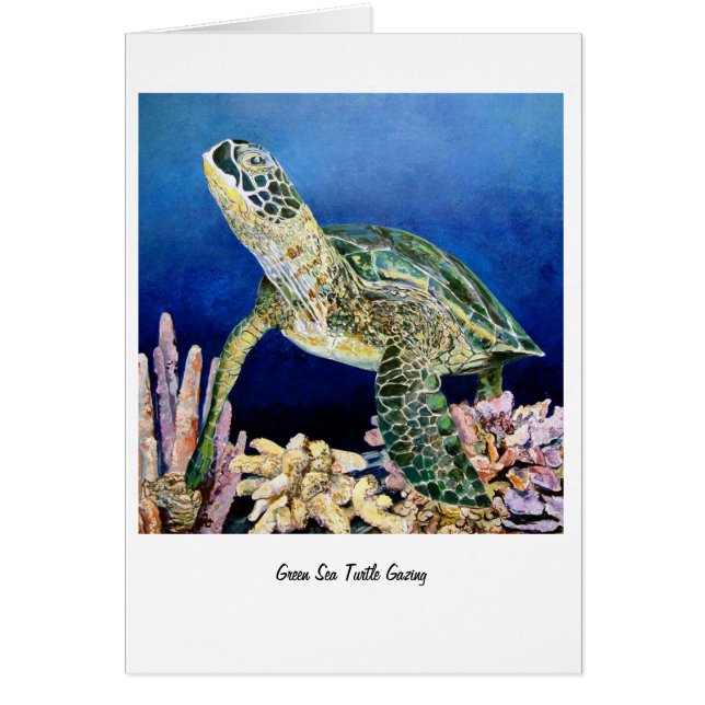Green Sea Turtle Gazing (Front)