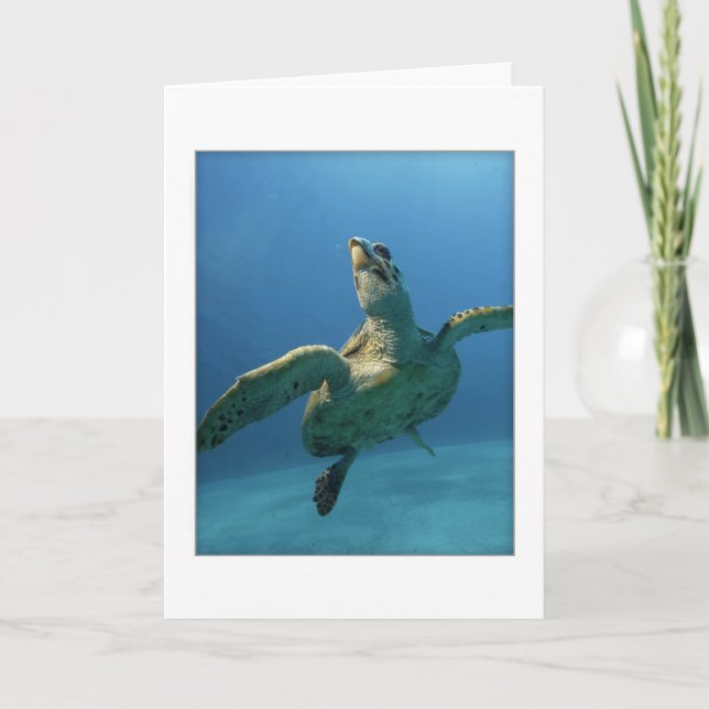 Green Sea Turtle Greeting Card (Front)