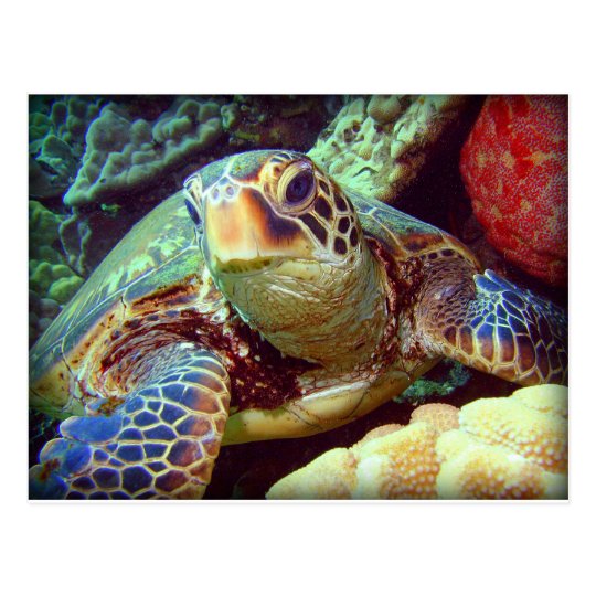 GREEN SEA TURTLE HAWAII POSTCARD