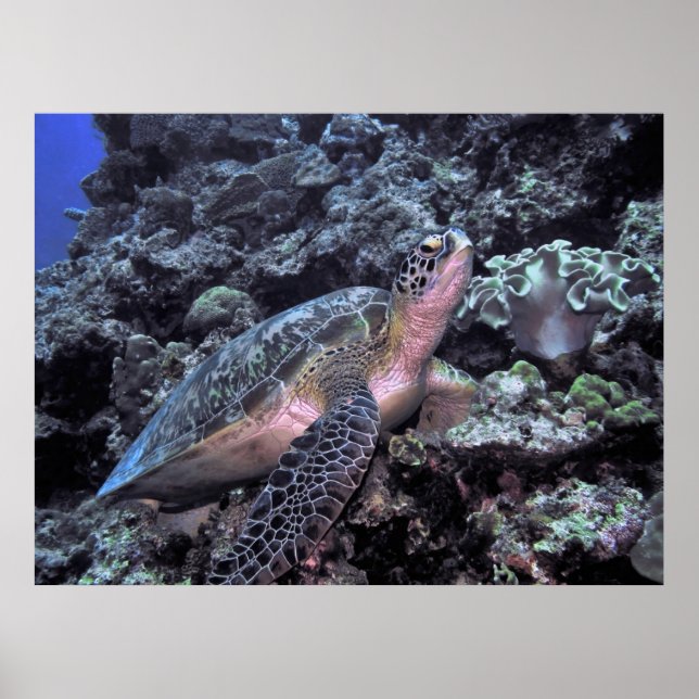 Green Sea Turtle-Moalboal Poster (Front)