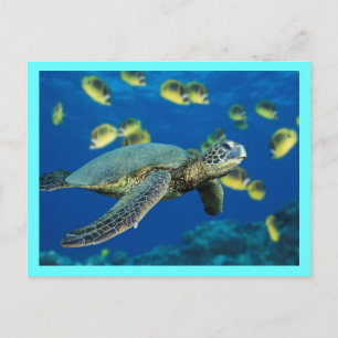 Green Sea Turtle Postcard