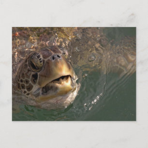 Green Sea Turtle Postcard