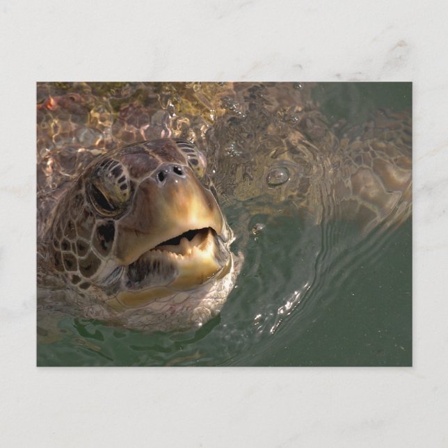 Green Sea Turtle Postcard (Front)