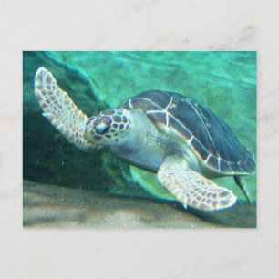 Green Sea Turtle Postcard