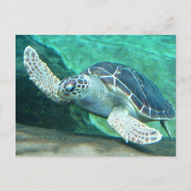 Green Sea Turtle Postcard (Front)