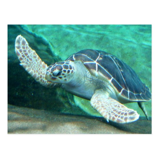 Green Sea Turtle Postcard