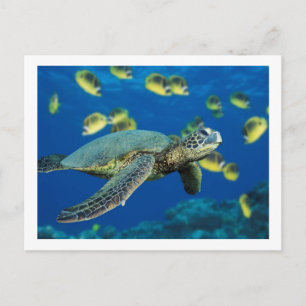 Green Sea Turtle Postcard