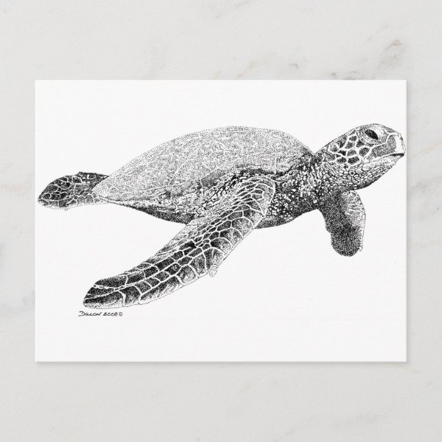 Green Sea Turtle Postcard (Front)