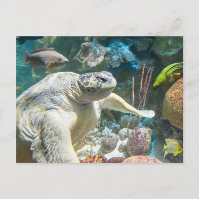 Green Sea Turtle Postcard (Front)