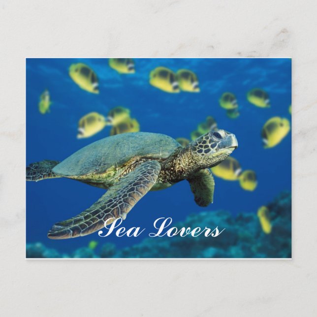 Green Sea Turtle Postcard (Front)