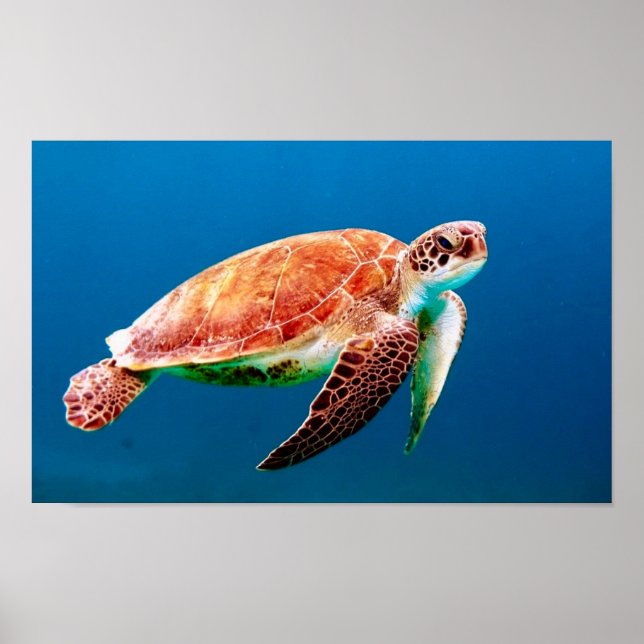 Green Sea Turtle  Poster (Front)