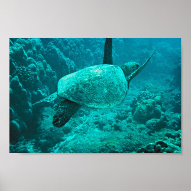 Green Sea Turtle Poster (Front)