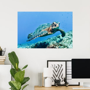 Green Sea Turtle  Poster