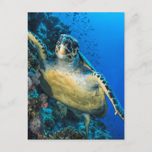 Green Sea Turtle   Red Sea Postcard