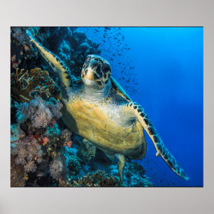 Green Sea Turtle   Red Sea Poster