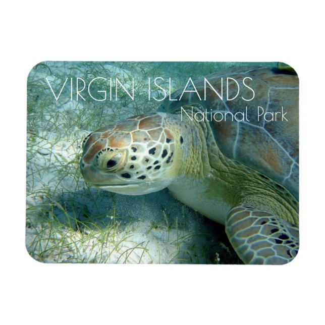 Green Sea Turtle, Sea Plants, Virgin Islands NP Magnet (Horizontal)