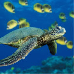Green Sea Turtle Standing Photo Sculpture<br><div class="desc">Green Sea Turtle</div>