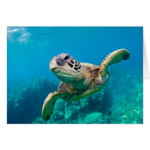 Green Sea Turtle Swimming Over Coral Reef Hawaii