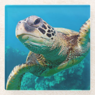 Green Sea Turtle Swimming Over Coral Reef  Hawaii Glass Coaster