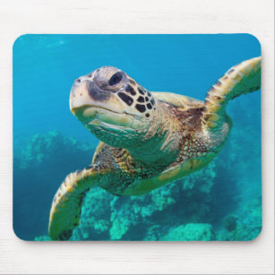 Green Sea Turtle Swimming Over Coral Reef  Hawaii Mouse Mat