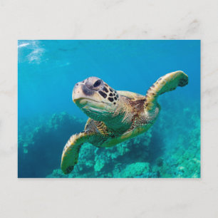 Green Sea Turtle Swimming Over Coral Reef  Hawaii Postcard