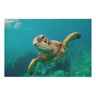 Green Sea Turtle Swimming Over Coral Reef  Hawaii Wood Wall Art