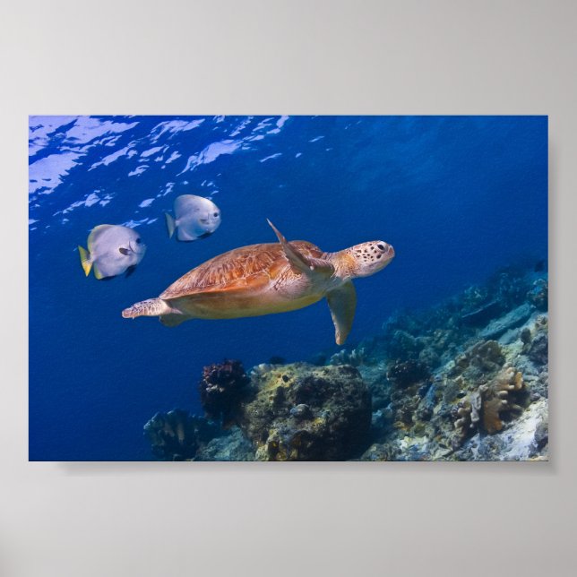 Green Sea Turtle swimming with two Batfish Poster (Front)