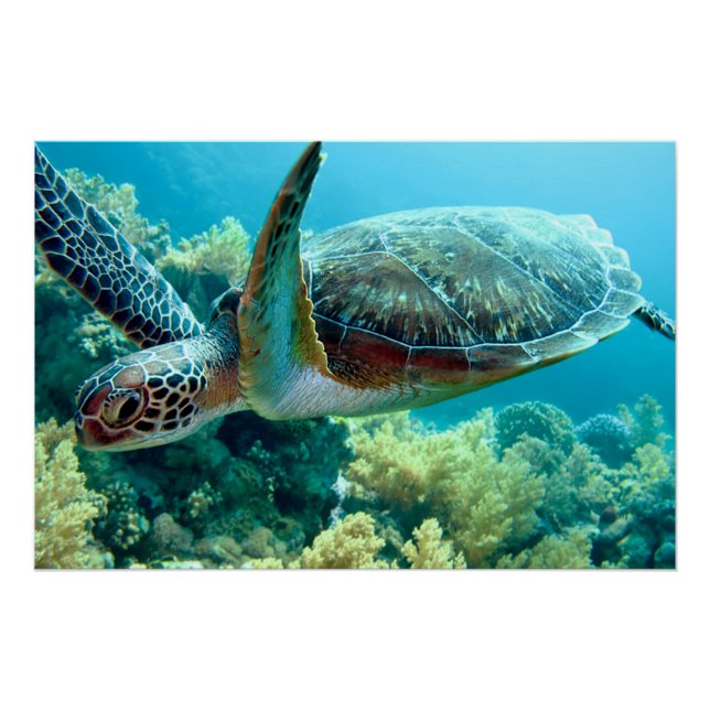 Green Sea Turtle Swims the Red Sea Poster (Front)