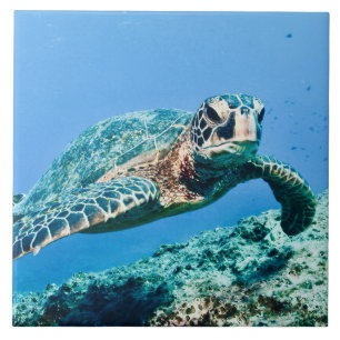 Green Sea Turtle Tile