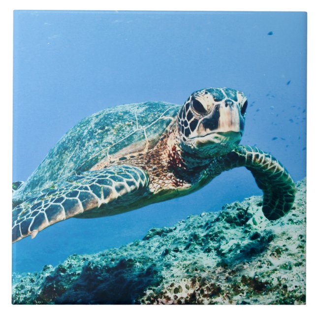Green Sea Turtle  Tile (Front)