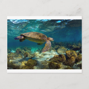 Green sea turtle underwater Galapagos Islands Postcard