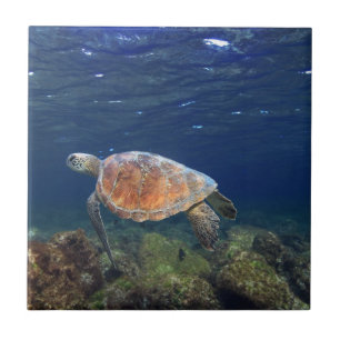 Green sea turtle underwater paradise island tile