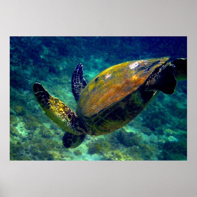 Green Sea turtles Poster (Front)