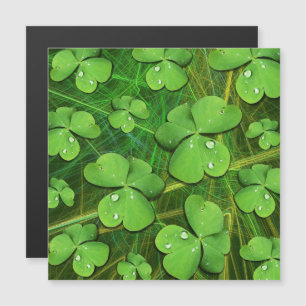 Green Shamrock St Patrick's iPhone 5 Case-Mate Magnetic Invitation