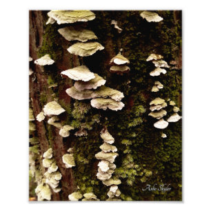 Green Shelves Photo Print