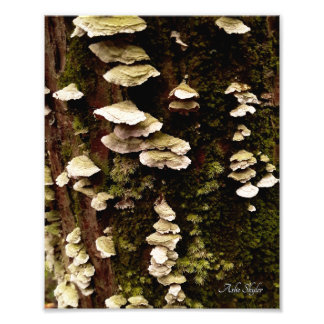 Green Shelves Photo Print