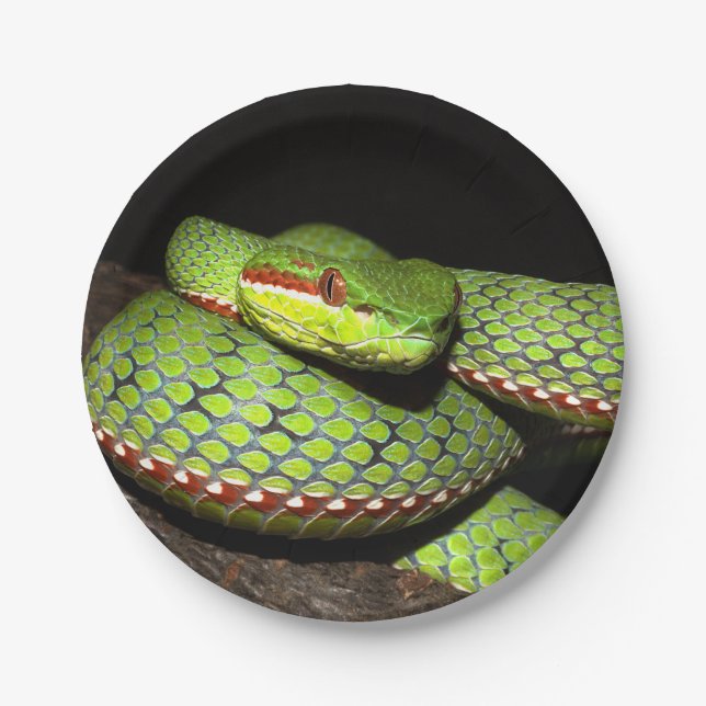Green snake for reptile lovers paper plate (Front)