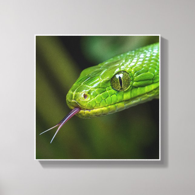 Green Snake Head Canvas Print (Front)