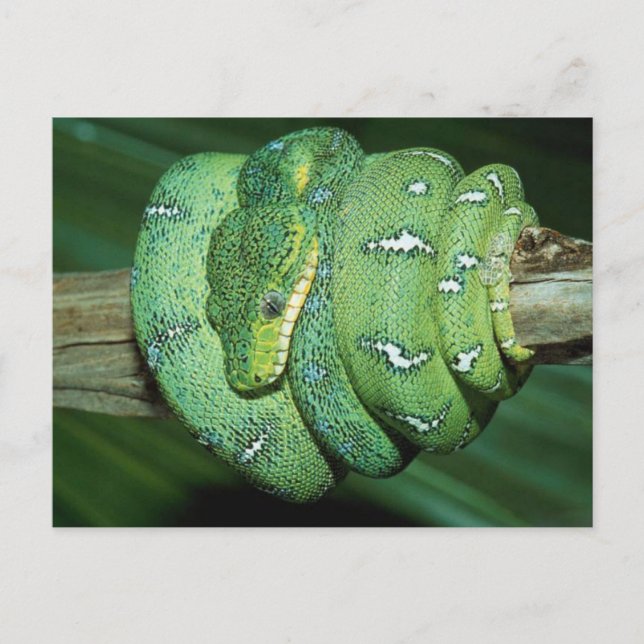 Green Snake Postcard (Front)