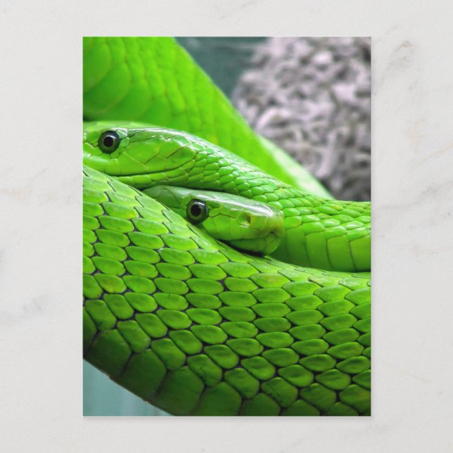 Green Snake Postcard (Front)