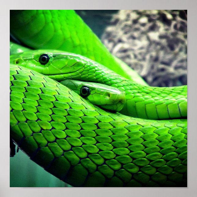 Green Snakes Poster (Front)