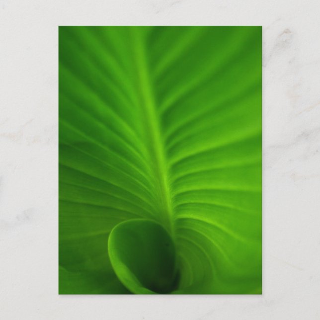 Green Spiral Leaf Postcard (Front)