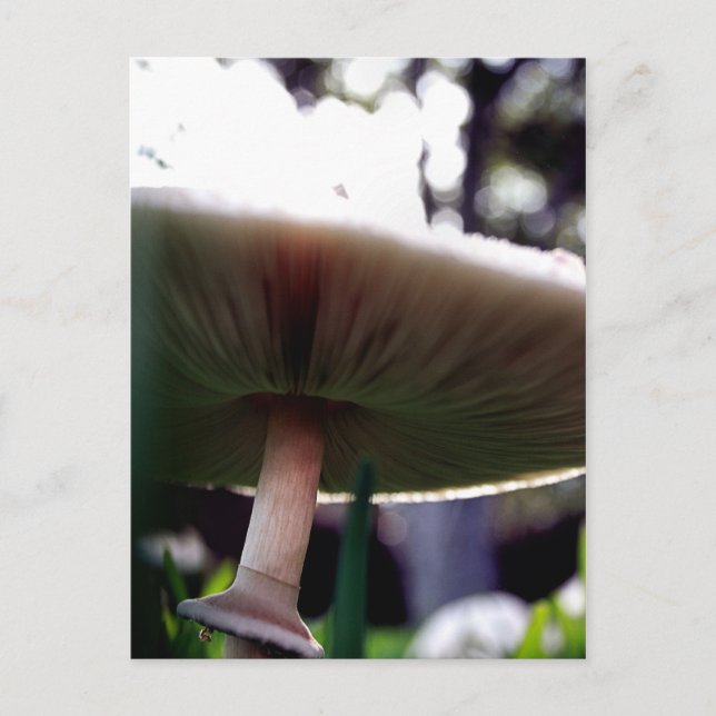 Green Spored Lepiota Postcard (Front)