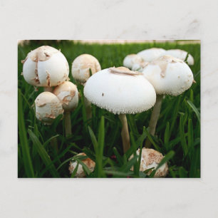 Green Spored Lepiota Postcard