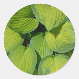 Green spring hosta plant leaves classic round sticker