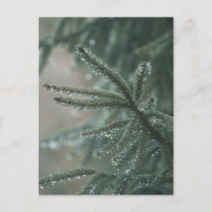 Green spruce tree close-up, Christmas aesthetic Holiday Postcard